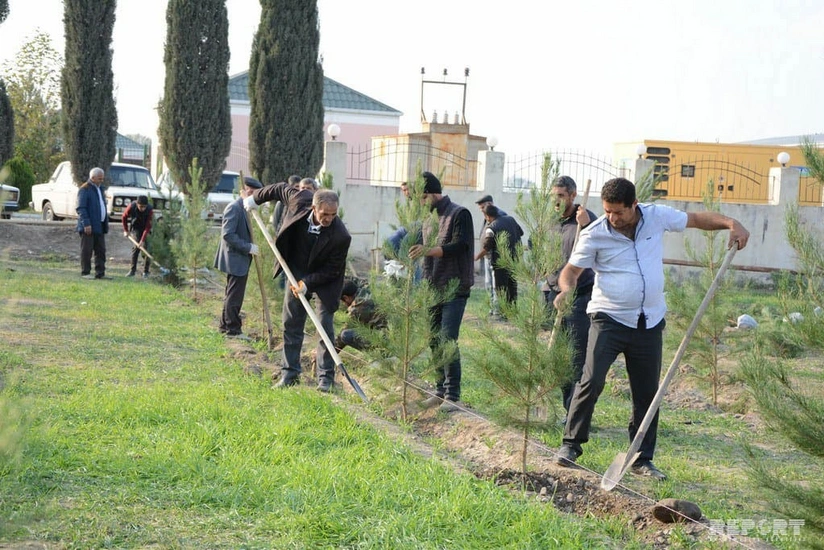 Cəbhə bölgəsində ağacəkmə aksiyası keçirilib - FOTO