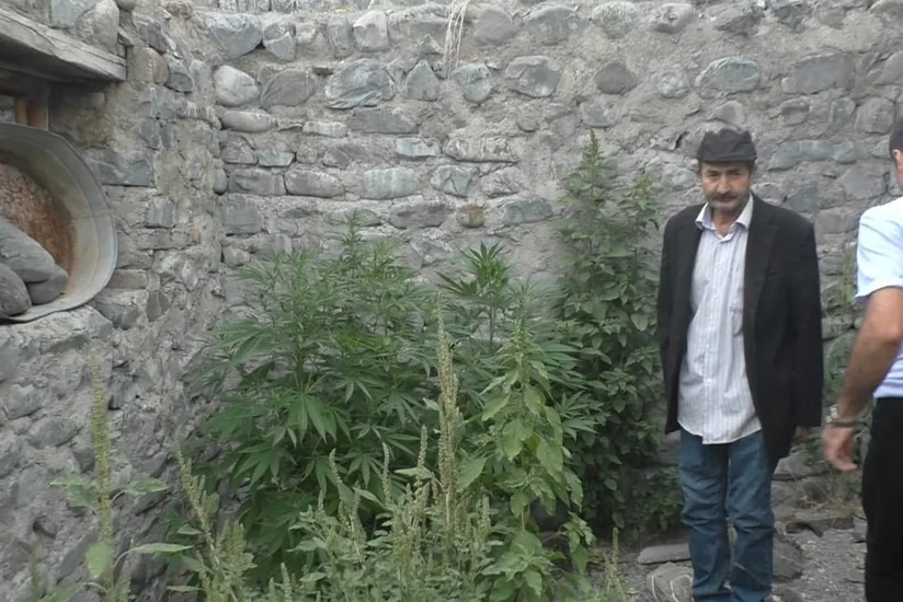Qaxda evinin həyətində narkotik becərən şəxs saxlanılıb
