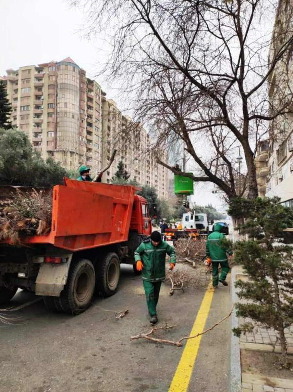 Qarşıdan gələn yaz mövsümü ilə bağlı Bakıda ağaclar əkilir