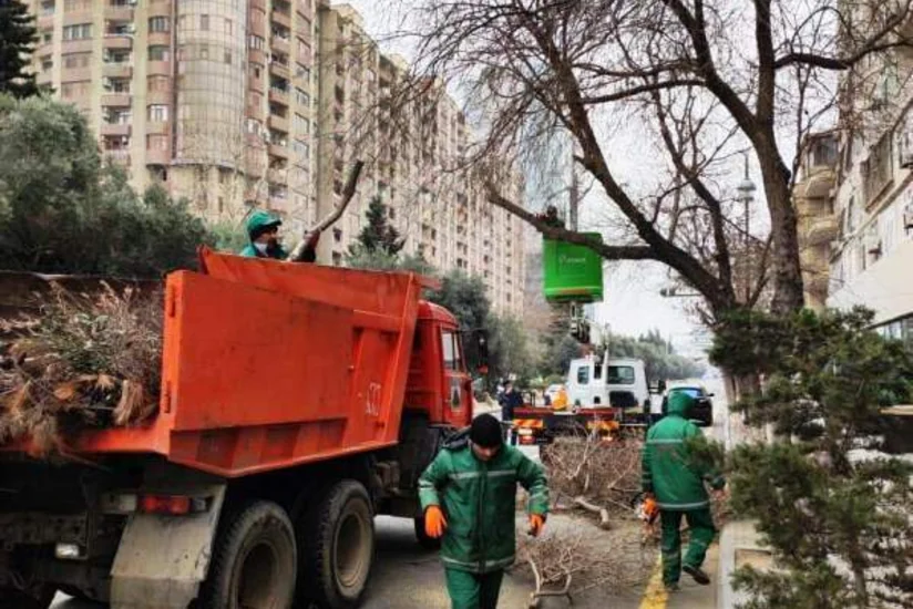 Qarşıdan gələn yaz mövsümü ilə bağlı Bakıda ağaclar əkilir