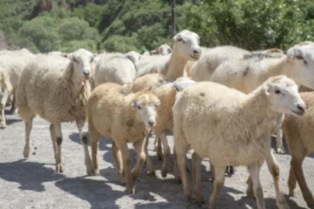 Azərbaycanda təsərrüfatların yaylaqlara köçürülməsi üçün qeydiyyat başlayıb