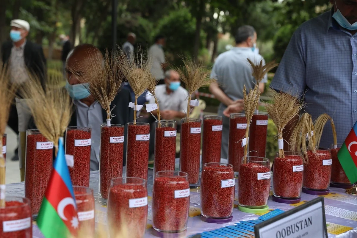Azərbaycanda mövsümün ilk toxum sərgi-satış yarmarkası keçiriləcək