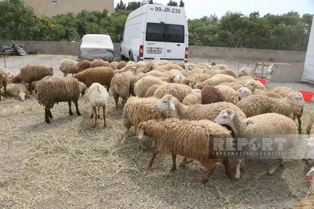 Bakıda Qurban kəsimi - FOTOREPORTAJ