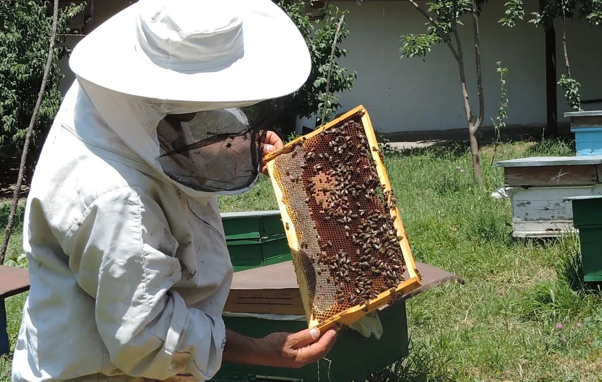 Azərbaycan arısının təmiz genetik xəttinin tapılması üçün Türkiyədə bioloji analizləri aparılıb