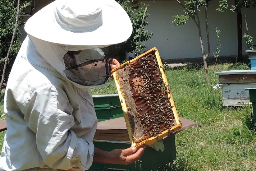 Azərbaycan arısının təmiz genetik xəttinin tapılması üçün Türkiyədə bioloji analizləri aparılıb