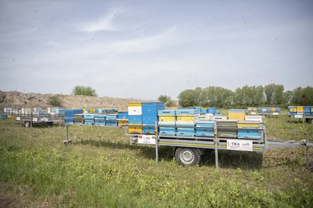 Arıçılıq təsərrüfatlarının Qubadlı yaylaqlarına köçünə start verilib