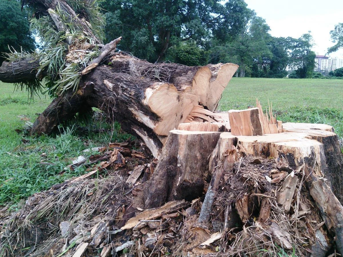 MPs offer to toughen penalties for cutting trees