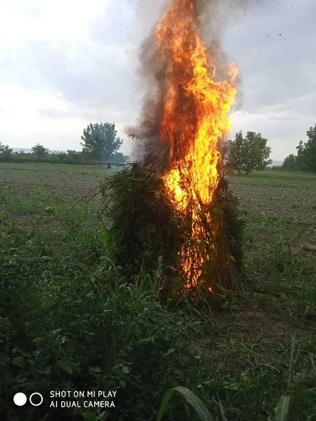Balakəndə 1 ton 200 kq narkotik vasitə məhv edilib