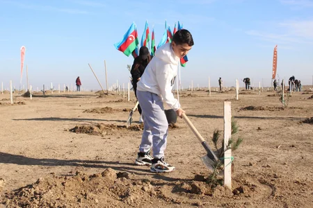 Müşfiqabad qəsəbəsində növbəti ağacəkmə aksiyası keçirilib