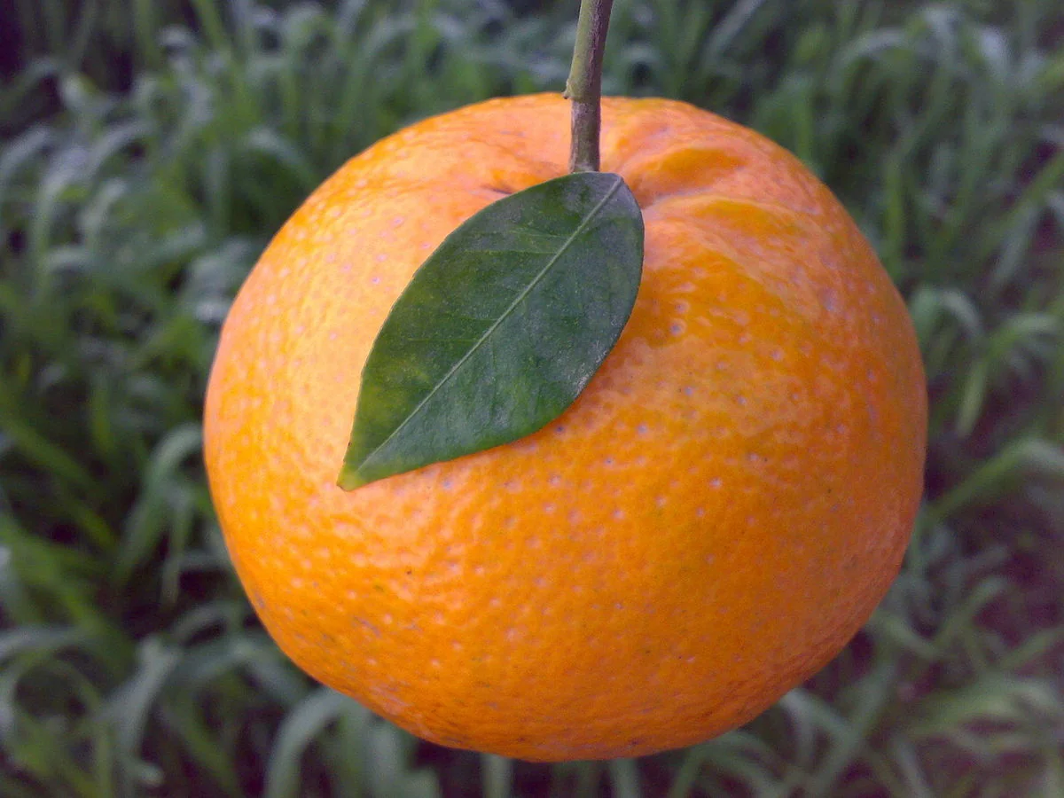 Pakistan starts shipping potatoes and tangerines to Azerbaijan by sea