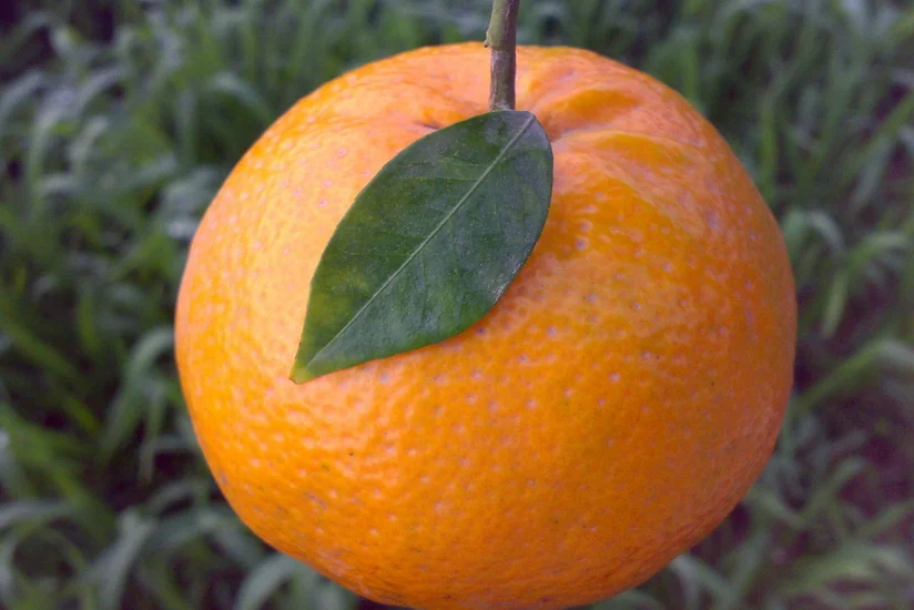 Pakistan starts shipping potatoes and tangerines to Azerbaijan by sea