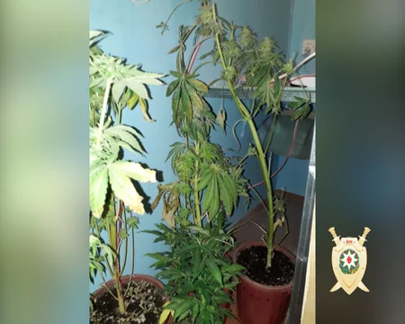 Bakıda evdə narkotik tərkibli bitki əkən şəxs saxlanılıb