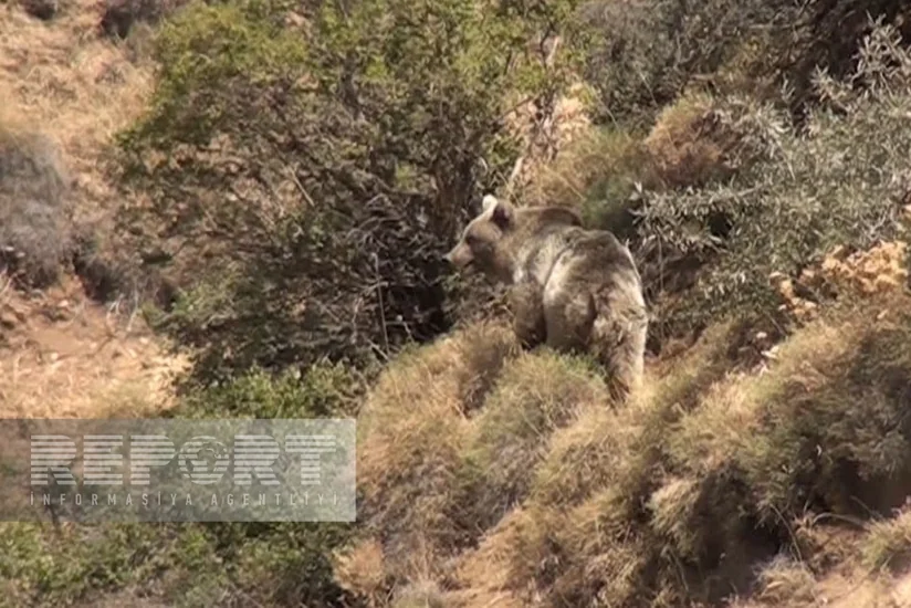 Naxçıvanın kəndləri ayıların hücumuna məruz qalır