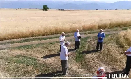 Интересная традиция в единственном колхозе Азербайджана - ВИДЕО