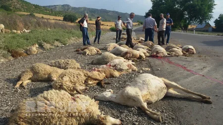 ​İsmayıllıda yük avtomobili 70 baş qoyunu vurub - FOTO