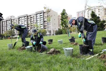 Bakıda quraqlığa davamlı və yerli iqlimə uyğun ağaclar əkilir