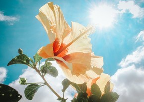 В Азербайджане жара выше +40 °C сохранится до 23 июля