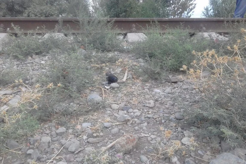 Füzulidə dəmir yolunun yaxınlığında əl qumbarası tapılıb - FOTO