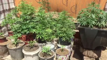 Bakıda 19 kiloqram narkotik vasitə qanunsuz dövriyyədən çıxarılıb