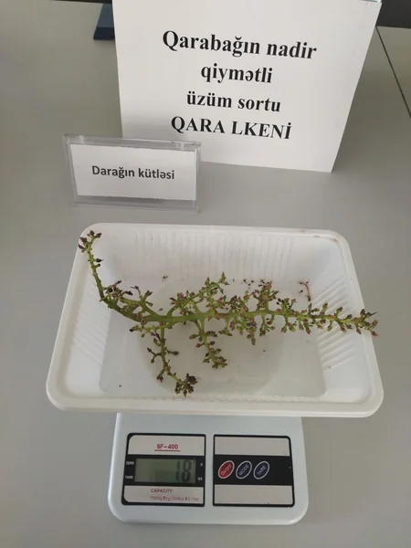 Qarabağın nadir üzüm sortları yenidən çoxaldılır
