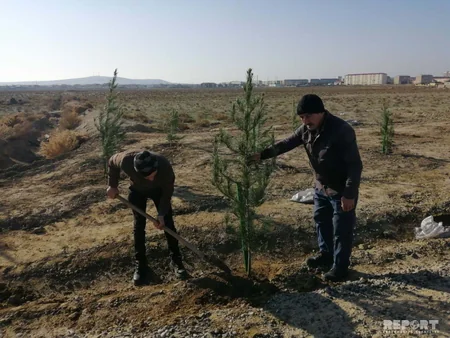 Payız ağacəkmə kampaniyası Şirvan şəhərində davam etdirilib