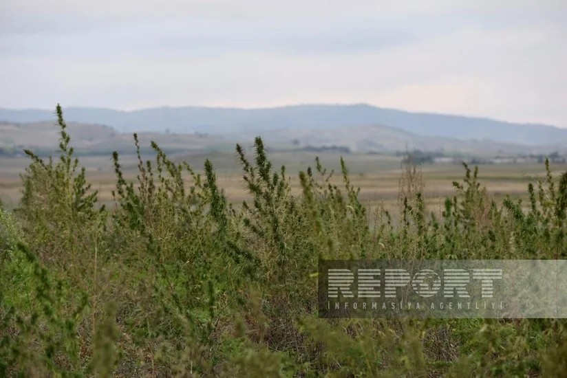 Azad və yaralı Xocalı - REPORTAJ
