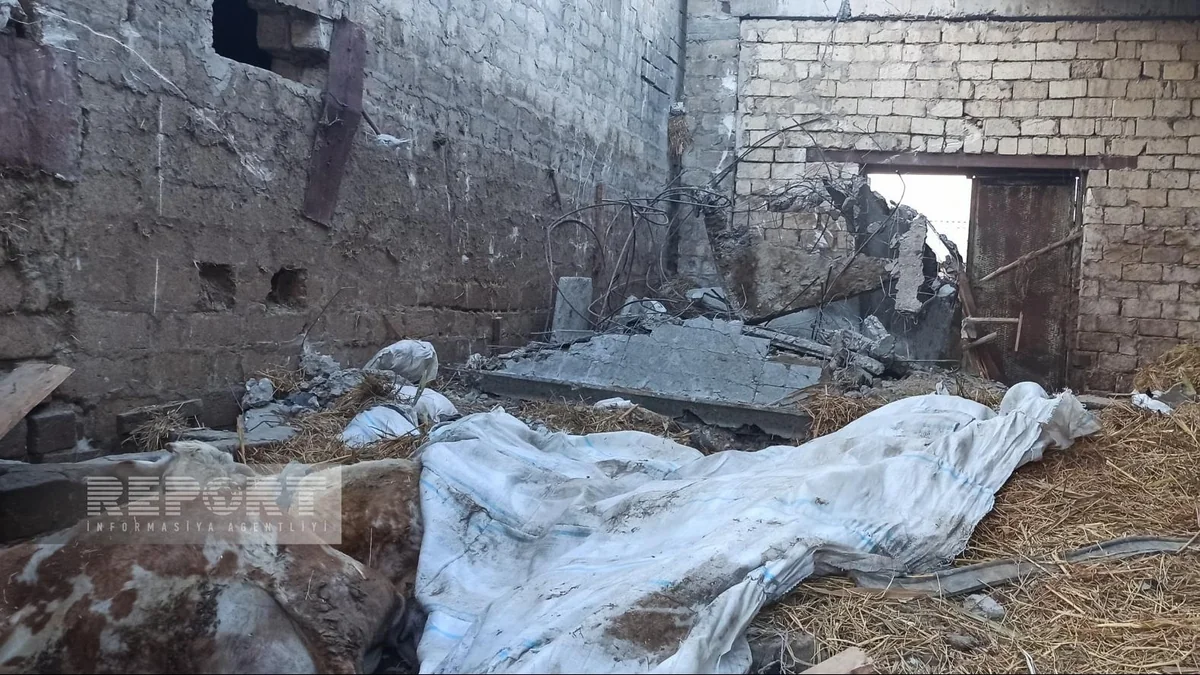 Sumqayıtda ferma uçub, 16 baş iribuynuzlu heyvan dağıntı altında qalıb