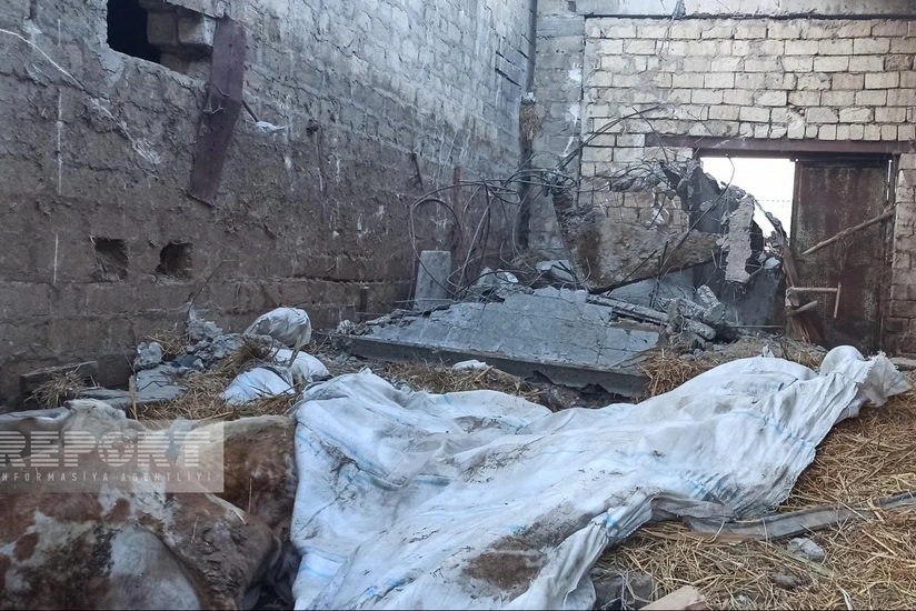 Sumqayıtda ferma uçub, 16 baş iribuynuzlu heyvan dağıntı altında qalıb