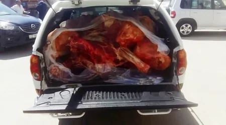 Xaçmazda mənşəyi bəlli olmayan heyvan əti aşkar edilib