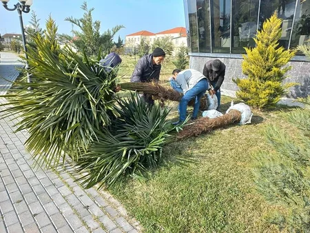 Heydər Əliyevin 100 illik yubileyi ilə bağlı Sabirabadda ağacəkmə aksiyası keçirilir