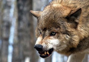 Житель Гахского района задушил напавшего на него волка