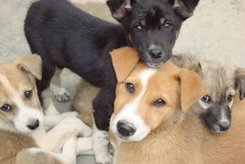 Paytaxt insanlarının itlərə münasibəti və küçə itləri haqda sorğu keçiriləcək