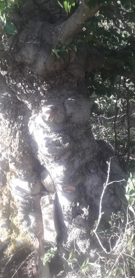 Şabranda meşəni bal yığmaq üçün yandırıblar - RƏSMİ