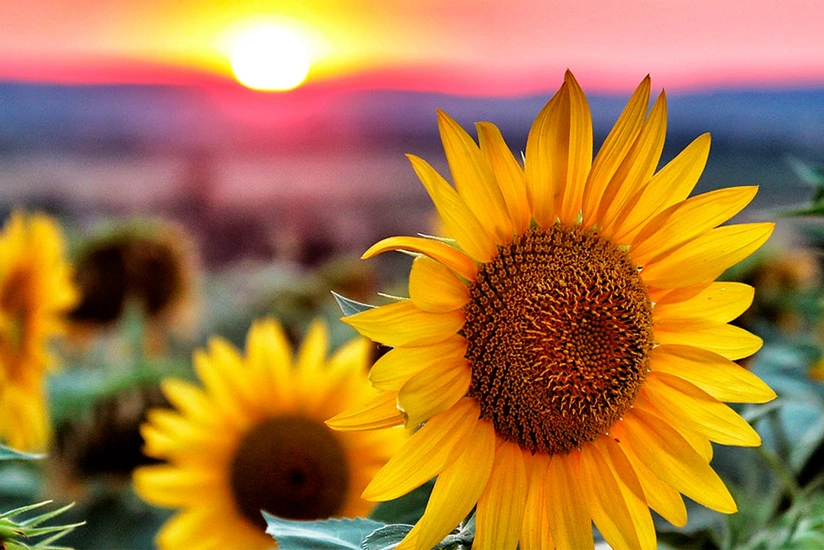 Biləsuvarda günəbaxan yığımı başlayıb, orta məhsuldarlıq ötənilkindən yüksəkdir