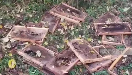 Zaqatalada ayılar arı yeşiklərinə hücum edib, pətəklərdə olan balı yeyiblər