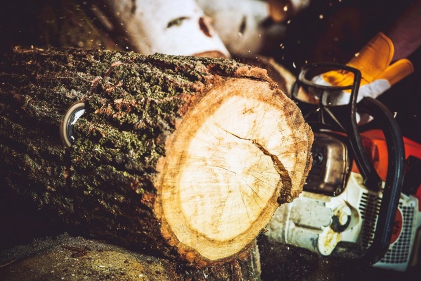 Sumqayıtda 17 ədəd köküstə yaş ağac qanunsuz kəsilib