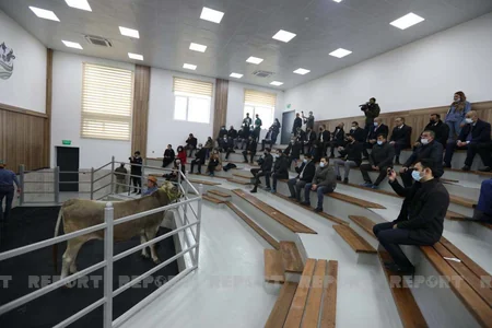 Azərbaycanda heyvanlar ilk dəfə hərraca çıxarılır