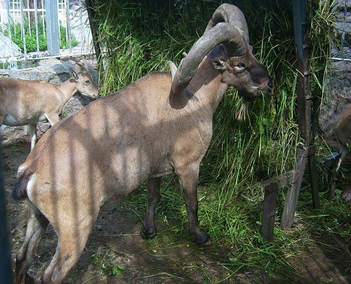 Azərbaycanda bir heyvanı ovlayan şəxslər 5 min manat cərimə olunub - FOTO