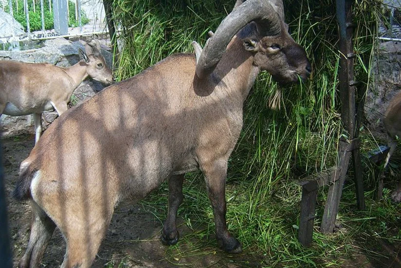 Azərbaycanda bir heyvanı ovlayan şəxslər 5 min manat cərimə olunub - FOTO