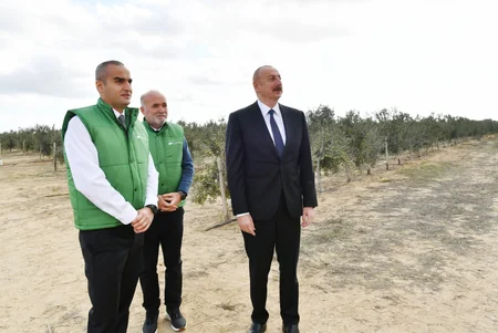 Prezident Zirədə zeytun emalı zavodunun açılışında iştirak edib - YENİLƏNİB