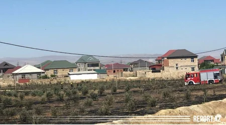Abşeronda zeytunluq yanıb, zəhərlənən var