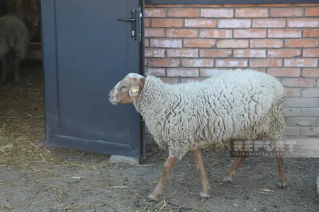 130 kq çəki, günə 6 litrə qədər süd - Laçındakı müasir keçi fermasından - REPORTAJ