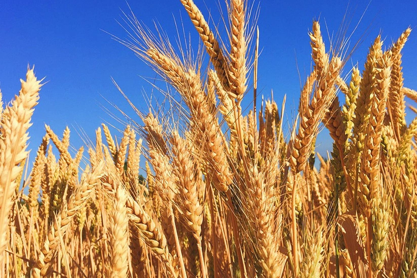Dünyada ilk dəfə GMO buğdası üçün rəsmi icazə verildi