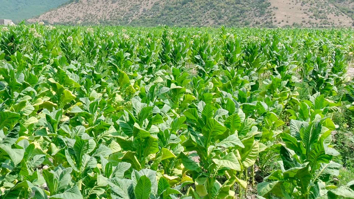 Azərbaycanda yaş tütün istehsalında 34 % artım qeydə alınıb