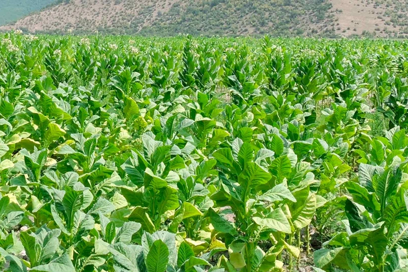 Azərbaycanda yaş tütün istehsalında 34 % artım qeydə alınıb