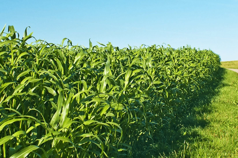 İmişlidə yem bitkilərinin yığımı yekunlaşıb, bu il məhsuldarlıq aşağı olub