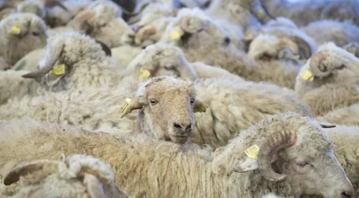 Bayramla bağlı 135 ünvanda qurbanlıq heyvanların satışı və kəsimi xidmətləri göstərilir