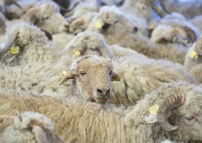 Bayramla bağlı 135 ünvanda qurbanlıq heyvanların satışı və kəsimi xidmətləri göstərilir