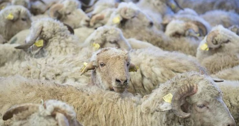 Bayramla bağlı 135 ünvanda qurbanlıq heyvanların satışı və kəsimi xidmətləri göstərilir