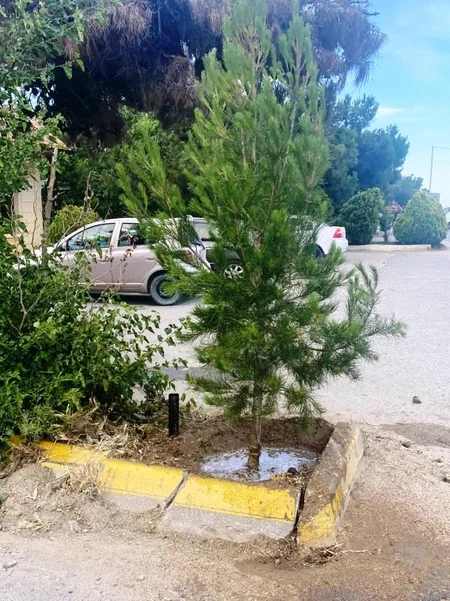 Bakıda ticarət obyektlərinin qarşısında ağacların qurudulmasının qarşısı alınıb